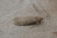 Lamoria anella