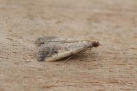 Metallostichodes nigrocyanella