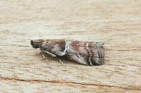 Alophia combustella