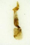 Alophia combustella