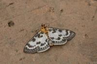 Anania hortulata