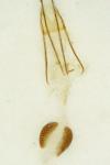 Phycitodes inquinatella