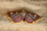 Hypsopygia costalis