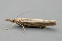 Agriphila tristella