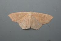Cyclophora ruficiliaria