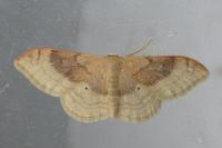 Idaea degeneraria