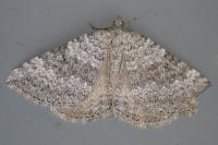 Scotopteryx octodurensis nevadina