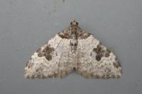 Xanthorhoe fluctuata