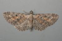 Eupithecia icterata