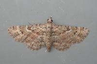 Gymnoscelis rufifasciata