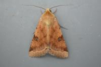 Heliothis peltigera