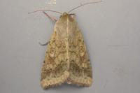 Helicoverpa armigera