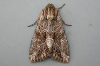 Apamea monoglypha monoglypha