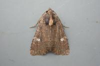 Mesapamea secalella/secalis