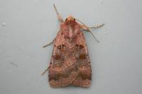 Xestia stigmatica