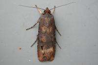 Agrotis ipsilon