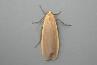 Katha depressa