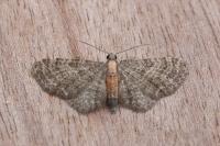 Eupithecia haworthiata