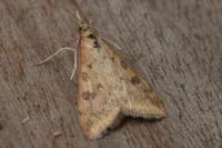 Udea ferrugalis