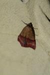Phytometra viridaria
