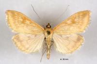 Sitochroa verticalis