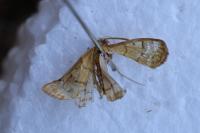 Anania verbascalis