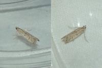 Phycitodes inquinatella