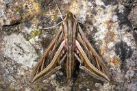 Hippotion celerio