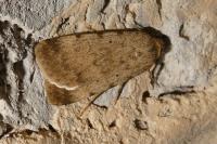 Autophila dilucida