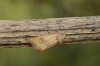 Atethmia centrago