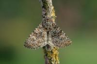 Polymixis flavicincta flavicincta