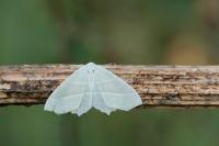 Campaea margaritaria