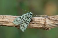 Griposia aprilina
