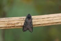 Aporophyla nigra
