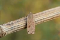 Noctua pronuba