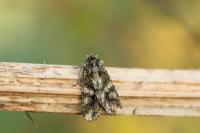 Dryobotodes eremita