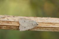 Xestia castanea
