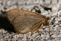 Operophtera brumata