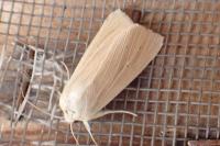 Mythimna pallens