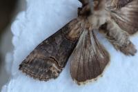 Abrostola asclepiadis