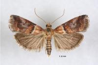 Acrobasis repandana