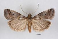 Acrobasis sodalella