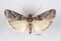 Acrobasis romanella