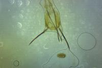 Assara conicolella