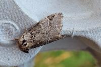 Drymonia obliterata