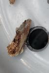 Ptilodon cucullina