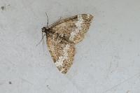 Perizoma alchemillata