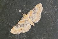 Eupithecia pulchellata