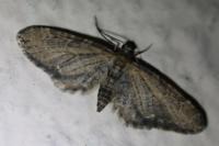 Eupithecia vulgata