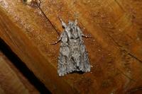 Acronicta auricoma